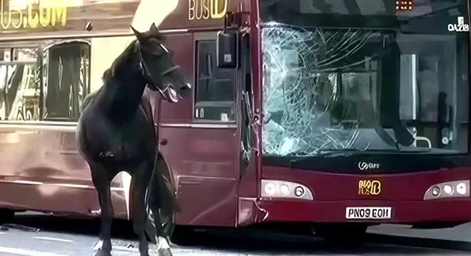 <em>英国皇家</em>骑兵队马匹失控撞上公共汽车