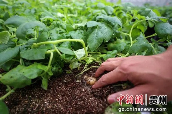 贵州<em>威宁</em>：无土栽培马铃薯原原种 助推马铃薯产业提质增效