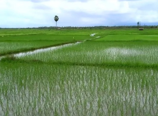 <em>缅甸</em>大米市场变动:糙米价格上涨,雨季稻种植面积扩大