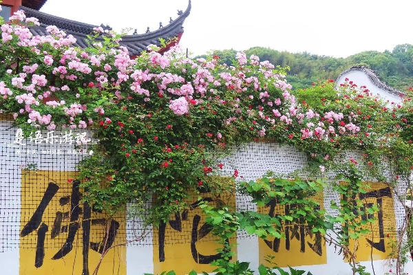 <em>宁波</em>这个寺院藏于古村,少有人来却美如花园,蔷薇花海拍照很出片