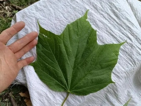 大理州<em>永平</em>县首次发现极小种群“明星植物”漾濞槭野生种群