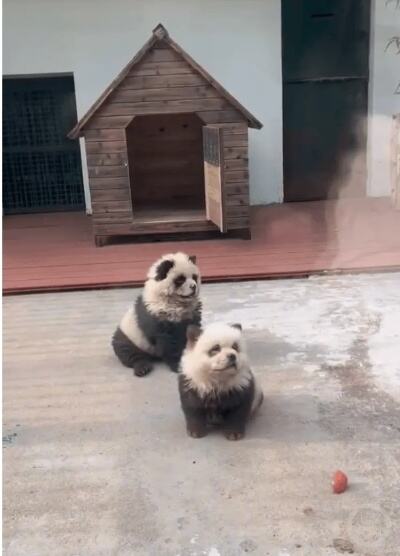 <em>泰州</em>动物园游客排队打卡熊猫犬园方回应：松狮犬染的