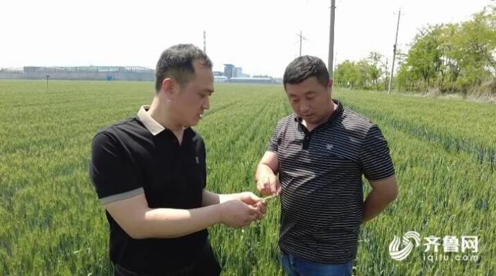 潍坊市坊子区：农技服务“<em>一对一</em>”为18万亩小麦丰收保驾护航