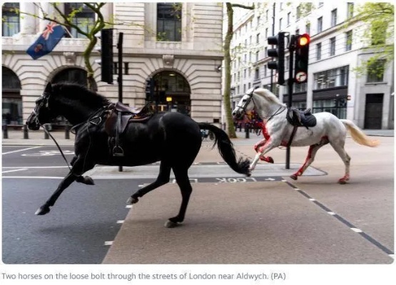 <em>英国皇家</em>骑兵马匹失控，浑身是血在街头狂奔致多人受伤