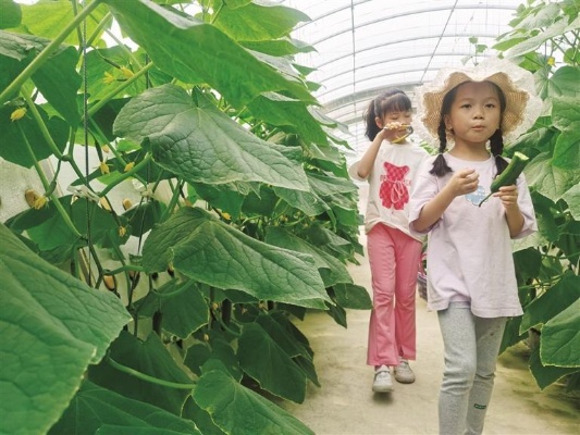 气雾栽培“无土生金”<em>柳州</em>市采用新技术培植作物产量大幅提升