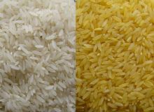 黄金米与普通大米