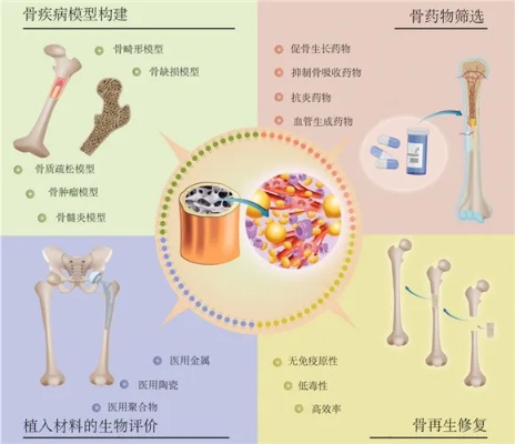 上海大学团队制备出“骨类器官”将为<em>骨科</em>手术带来革命