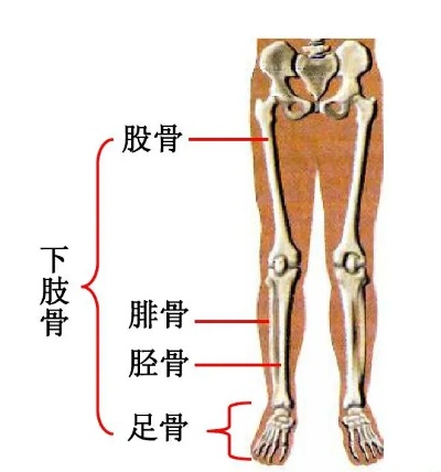 一瞬间，腿碎了！一个月后…<em>浙一专家</em>：意外来临时，记得这样保命！<em>骨科</em>|骨头|左腿|肌肉|钢管|骨折|健康界