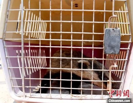 河北<em>阜城</em>发现国家二级保护动物野生猪獾 已妥善处置