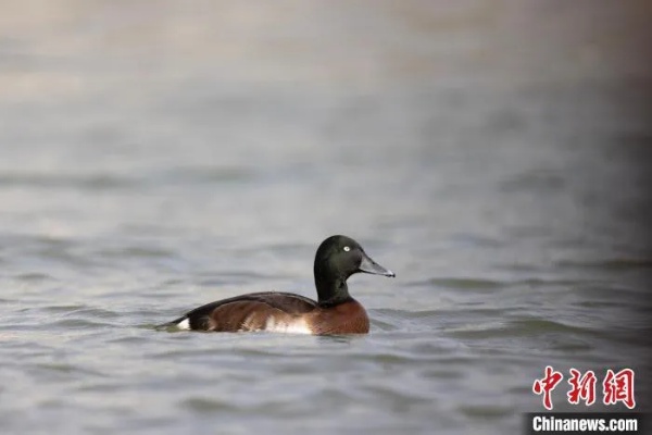 <em>青海</em>时隔四十余年首次影像记录到国家一级保护鸟类青头潜鸭