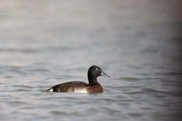 <em>青海</em>首次影像记录到国家一级保护鸟类青头潜鸭