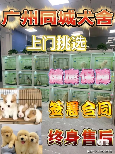 广州买金渐层猫首页网站（广州天河区）哪里有正规卖金渐层猫的宠物店_<em>福安</em>_服务_爱好者