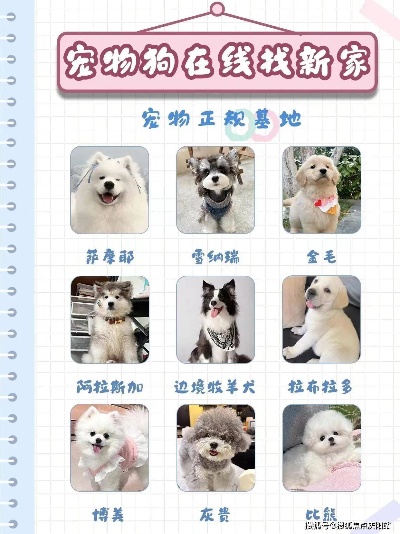 宁波买博美犬首页网站（<em>宁波镇海</em>区）哪家宠物店有卖博美犬的