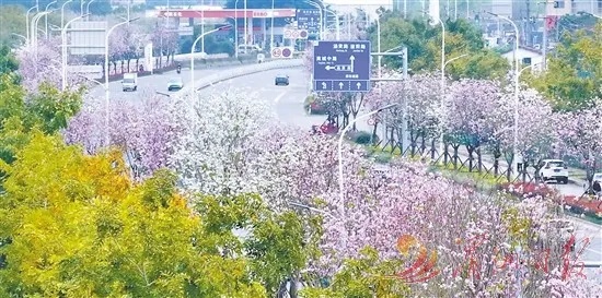 紫荆花“上线”<em>涵江</em>区打造“一路一树一景”提升城市品位