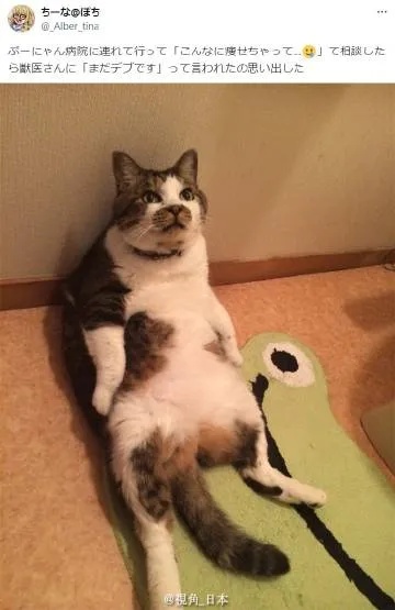 趣闻：日本乡民带着猫来到<em>宠物医院</em>对医生说“你看它瘦了这么多…医生看后回答“还是太胖”​​​​