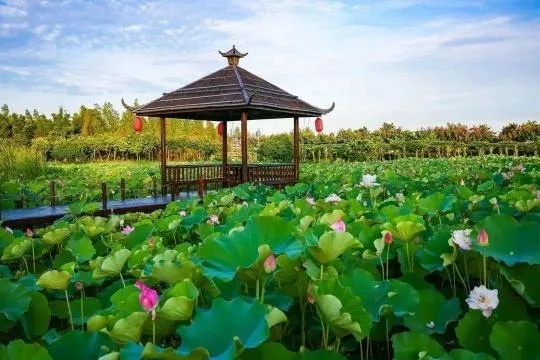 <em>珠海</em>斗门这条旅游线路，获农业农村部推介！