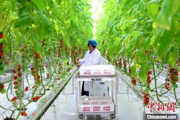 河北<em>高碑店</em>：“智能植物工厂”年产番茄超15万公斤|樱桃|小番茄|时爱民_网易订阅