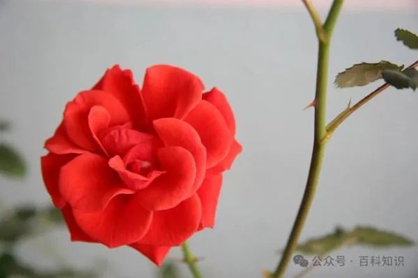 “花中皇后”—<em>龙沙宝石</em>|月季|蔷薇|粉色|花瓣_网易订阅