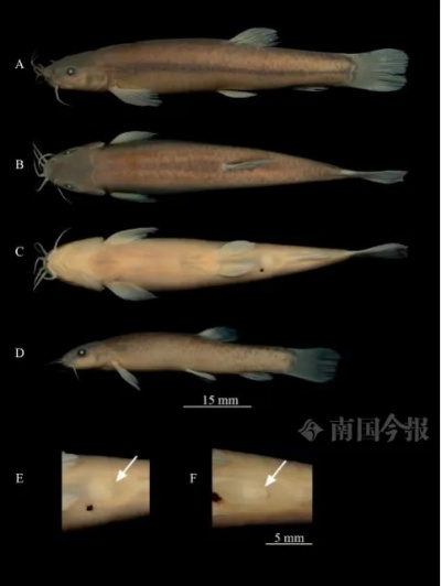 <em>柳州</em>发现洞穴鱼类新物种—“安东岭鳅”