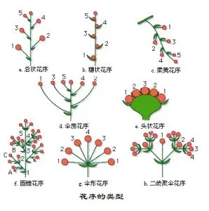 合轴分枝图片,叶芽图片,合轴分枝示意图_大山谷图库