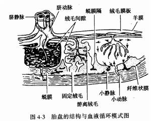 前置血管示意图,管示意图,三种管示意图_大山谷图库