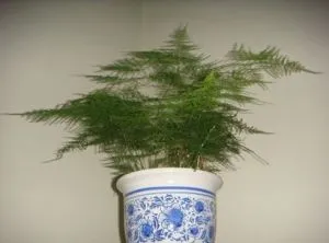 云松植物,云松盆栽,云松_大山谷图库
